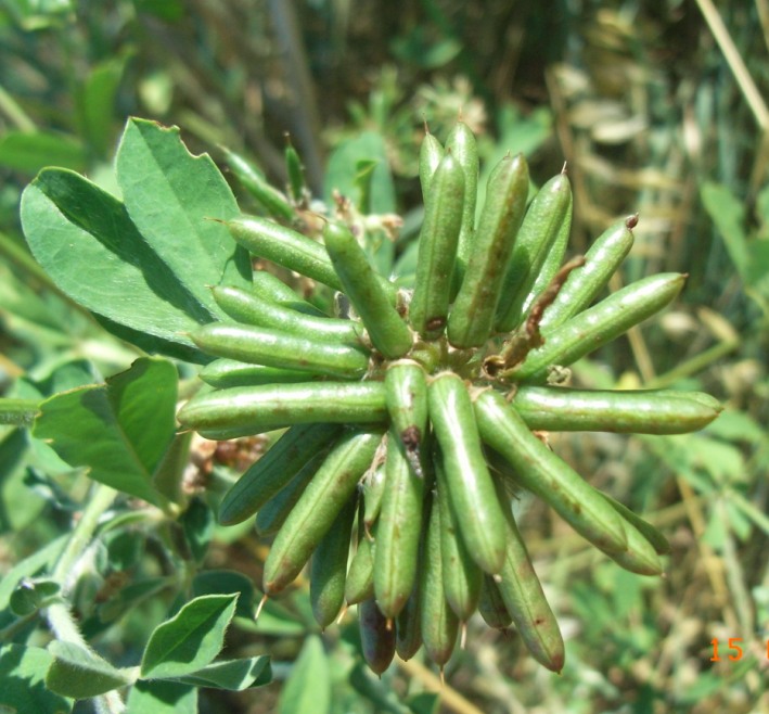 Lotus rectus (=Dorycnium rectum) / Trifoglino palustre